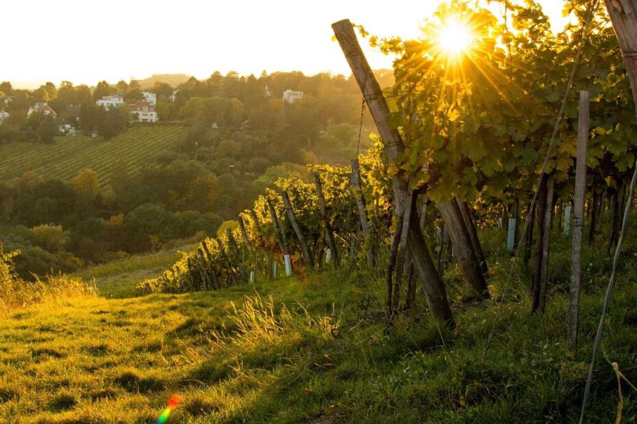 Vienna attractions: A vineyard on Nussberg Hill in the outskirts of Vienna