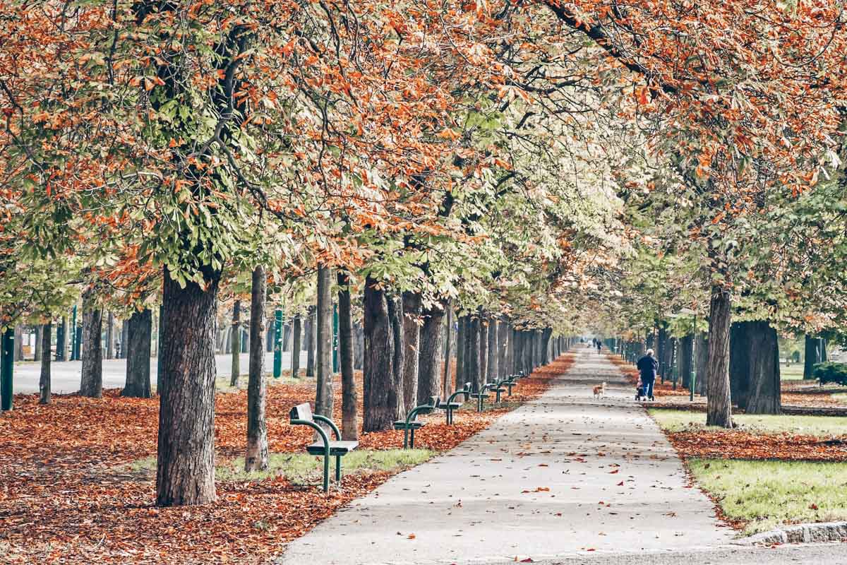 The chestnut-tree lined main alley of the Prater in Vienna