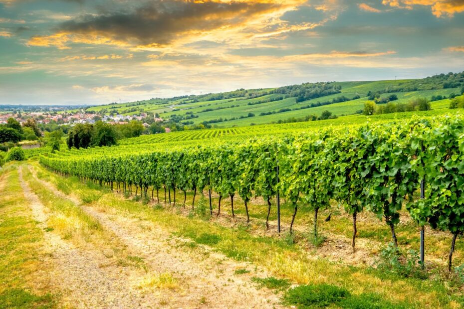 Best Wine Regions in Germany